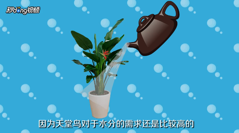 天堂鸟植物怎么养