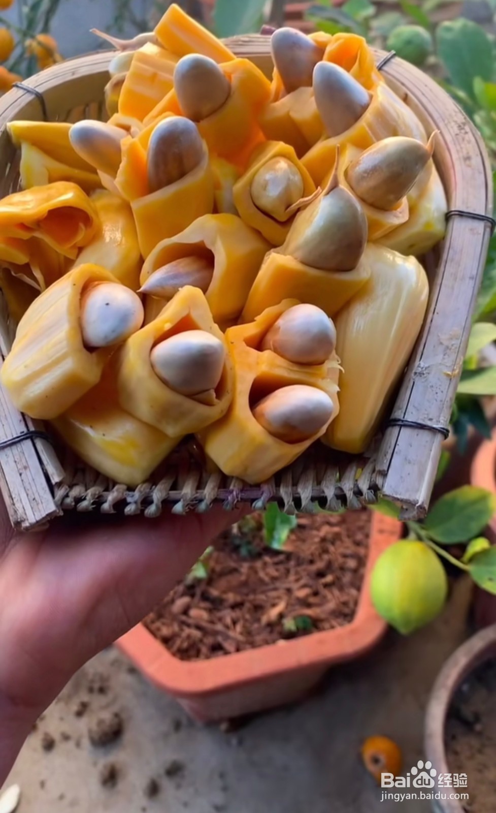 怎么样种植菠萝蜜
