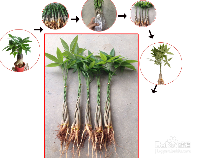 发财树繁殖方法