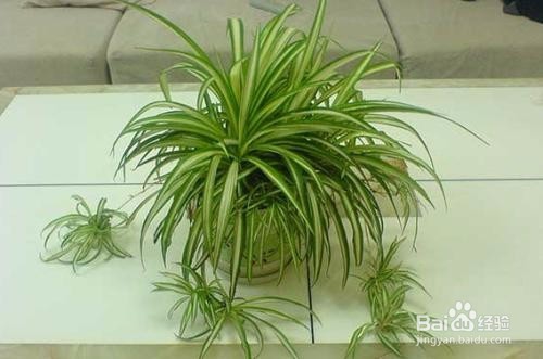 新装修的房子如何去除甲醛