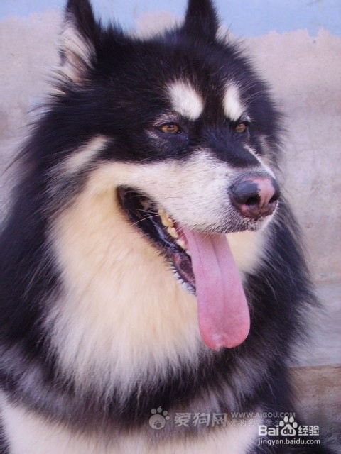 阿拉斯加犬好养吗