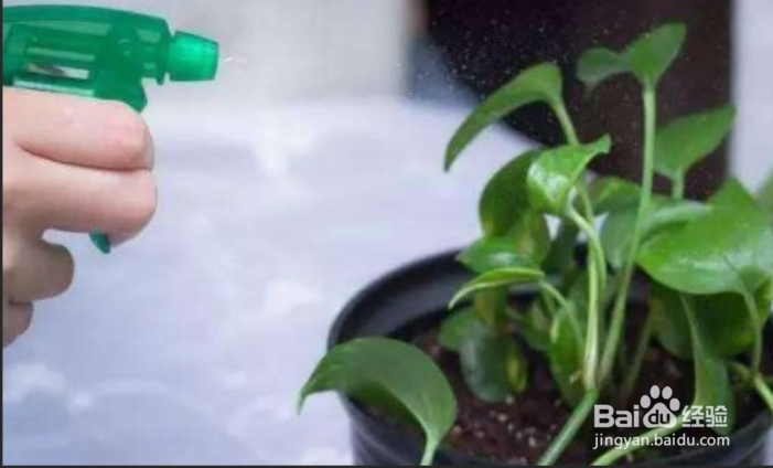 绿罗的养植方法