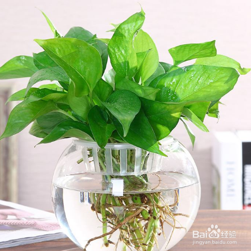 水养绿萝应加多少水?