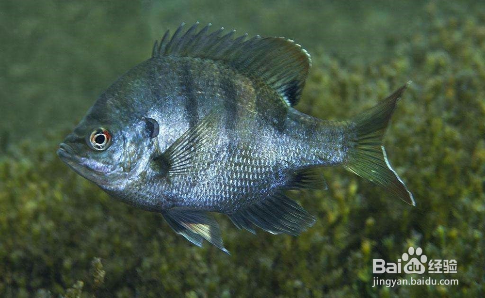 观赏鱼体质对疾病的抵抗力如何