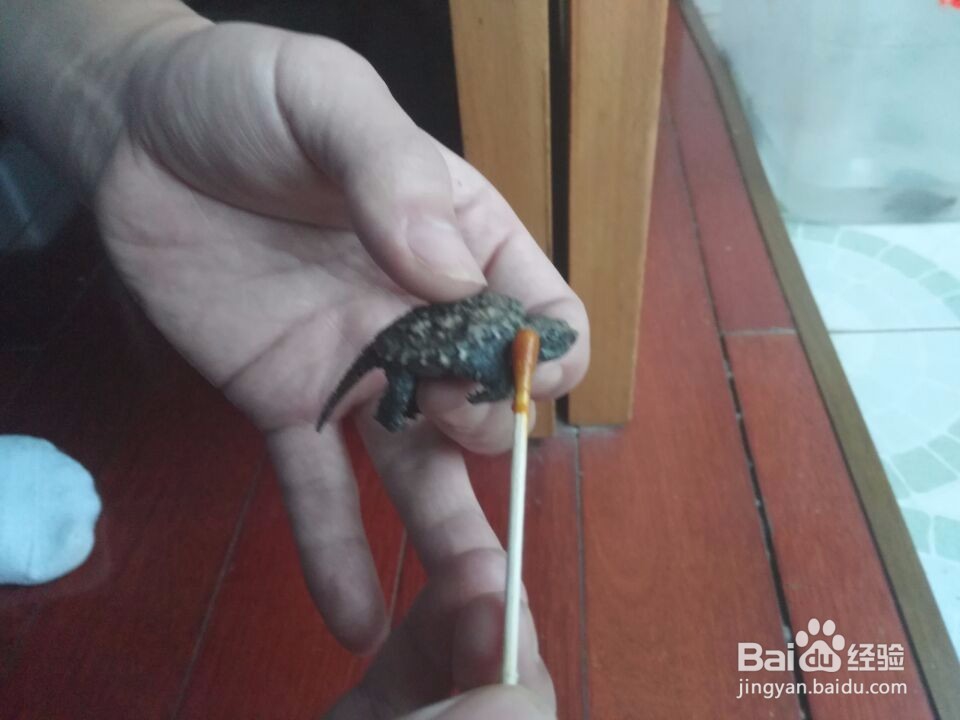 喂乌龟外用药物（碘伏等外用液体类）
