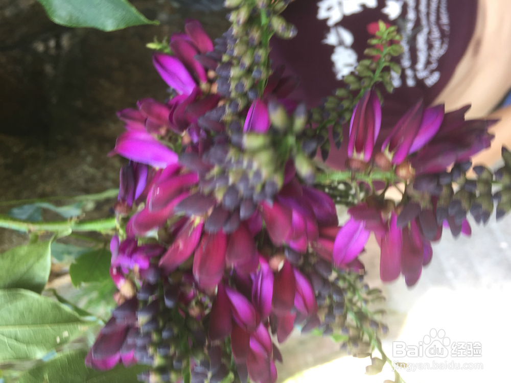 养植物的小情调