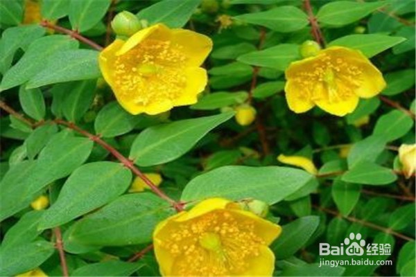 金丝梅应该怎么养？