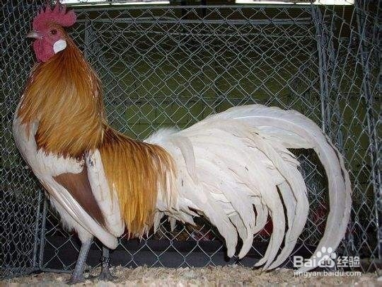 怎么给鸡拴宠物绳