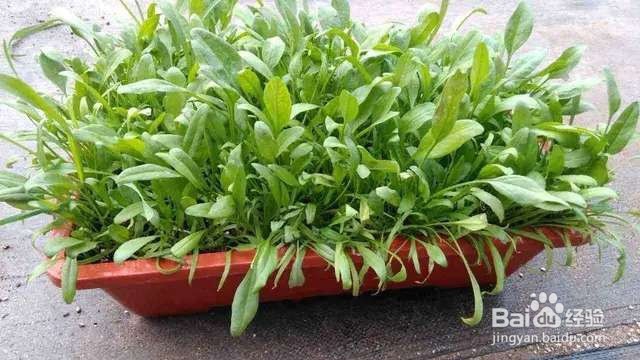 在阳台养这几种蔬菜,随吃随摘,既省钱又健康