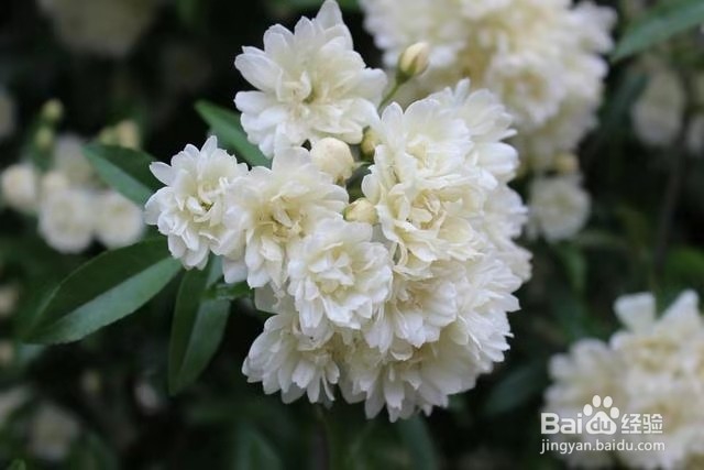 1种花太好养，扔土里就能活，比桂花还香！