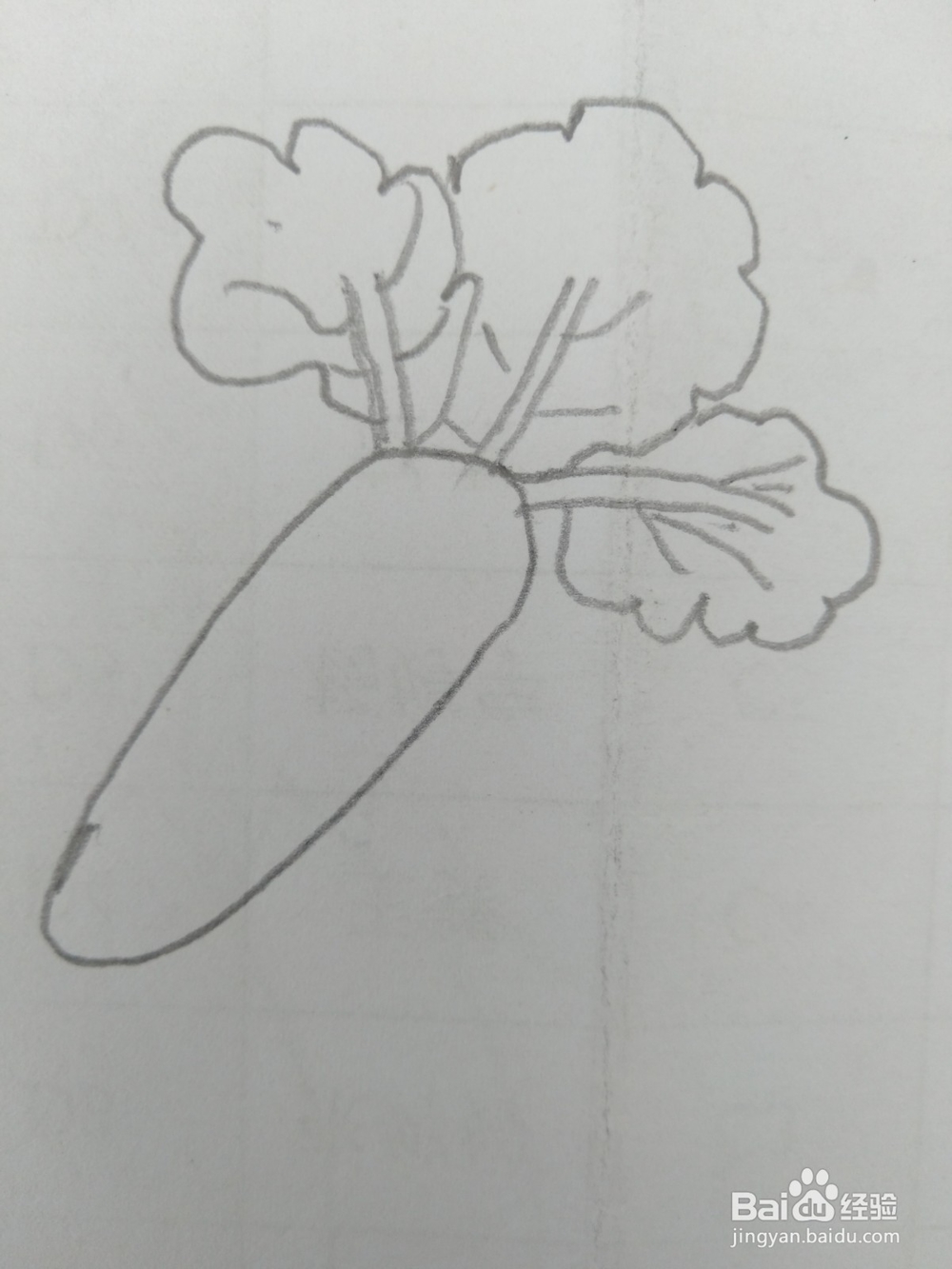 简笔画胡萝卜画法五