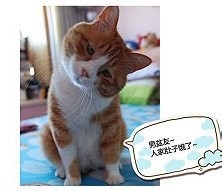 柿子不能与什么同吃,你造么?