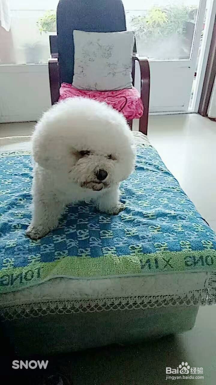 #过年#春节期间养宠物的朋友注意事项