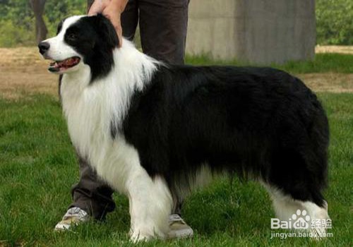 边境牧羊犬好养吗