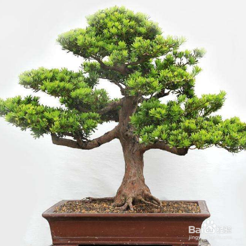 罗汉松叶子脆一捏就碎