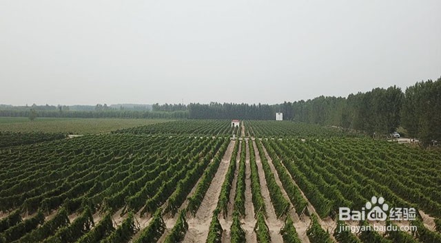 山药的需肥特点和山药重茬病害的应对措施