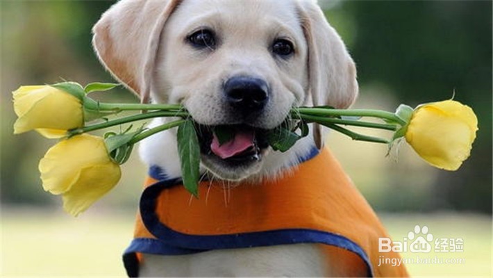 养拉布拉多犬需要注意什么事项