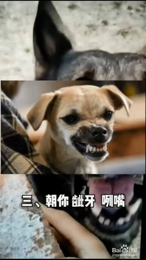 狗狗咬人的四大前兆 百度经验