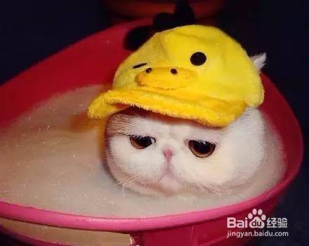 为什么猫不喜欢洗澡呢？