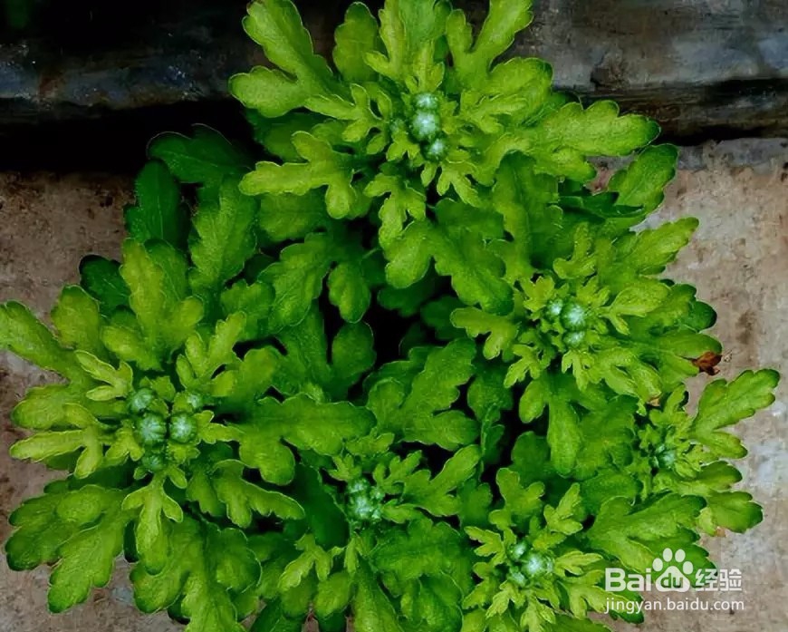 菊花缺铁性黄化症的防治技术