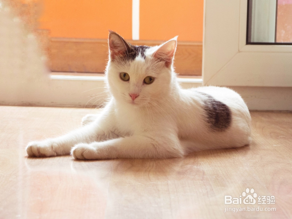 猫咪为什么喜欢高处?高处有哪些吸引力?