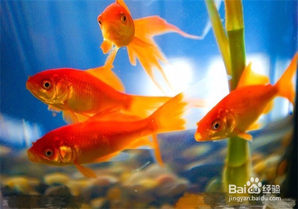 怎样养小金鱼？