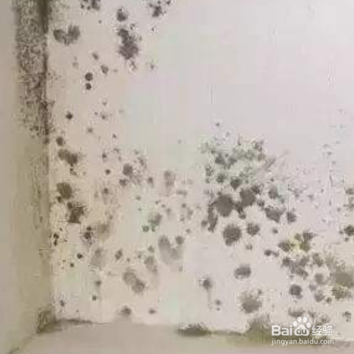 墙体发霉怎样彻底处理