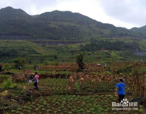 清明节到了，去扫墓祭祖要注意什么？