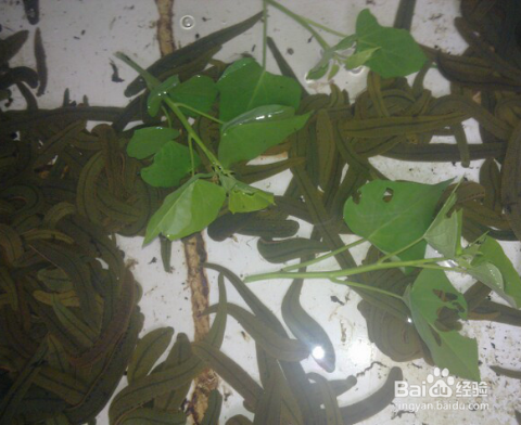 蛭尚美教你如何养殖水蛭?