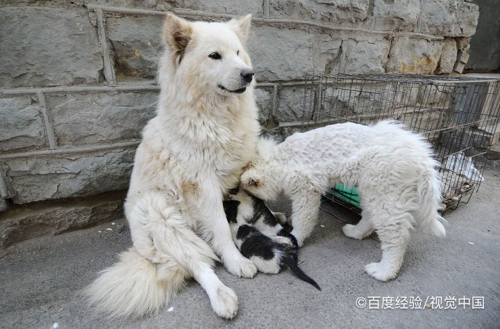 萨摩耶犬怎么看纯不纯种
