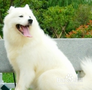 教你萨摩的训练方法