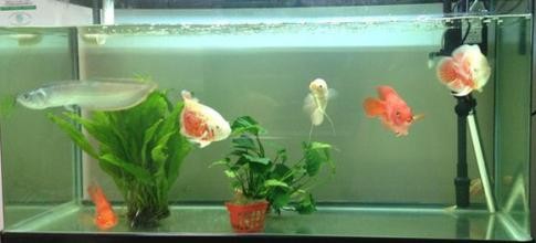 新手入门养鱼该怎么开始