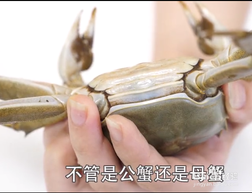 如何挑选大闸蟹才是最新鲜的？