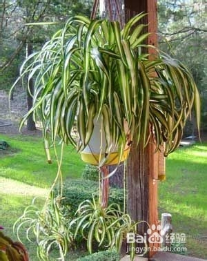 室内养殖植物即可吸收甲醛又有益健康