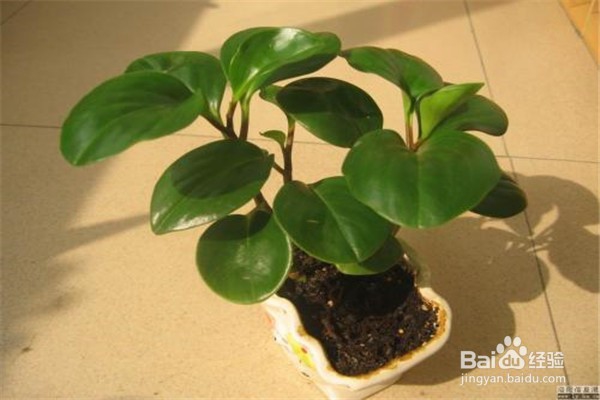 碧玉的养殖方法和注意事项有什么?