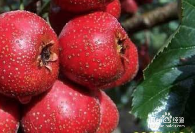 日常吃水果什么时候吃好空腹吃水果有什么害处