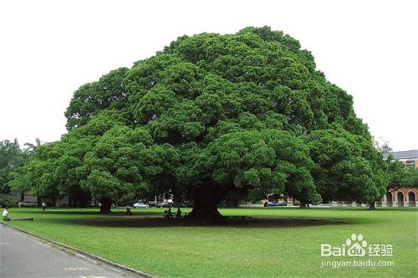 榕树的养殖方法和注意事项有什么?