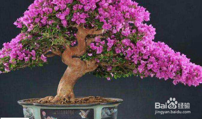 三角梅的修剪方法和注意事项？