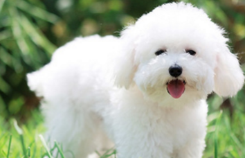 处理比熊犬泪痕的七大方法