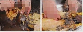 古蔺麻辣鸡的做法