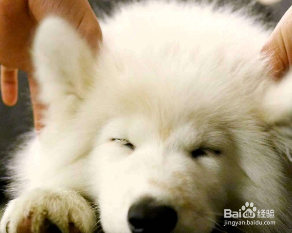 如何在家给幼犬做美容