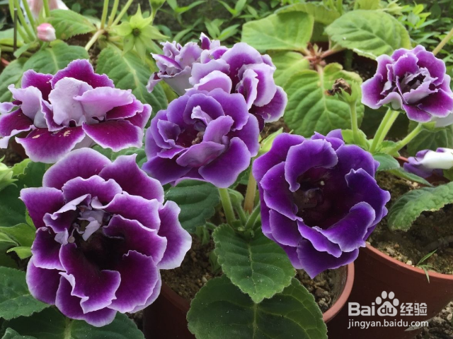 大岩桐花的种植方法是什么？