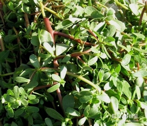 吃马齿苋(马齿菜)的好处有什么?