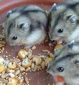 仓鼠为什么不躺手上_仓鼠不躺手上的原因详解