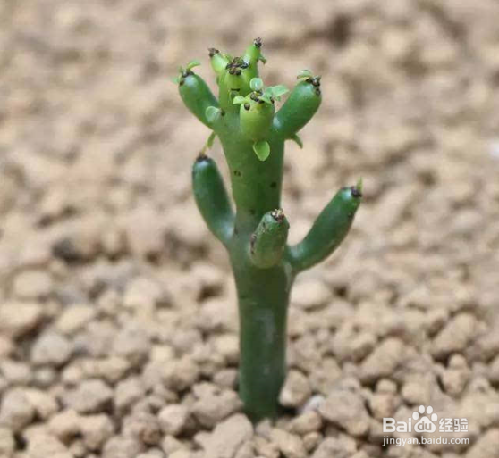 生活中常见的多肉植物有哪些？