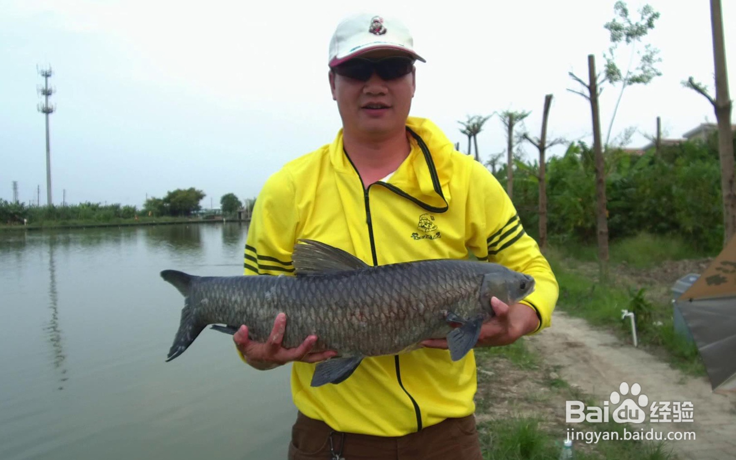 钓青鱼的方法和技巧