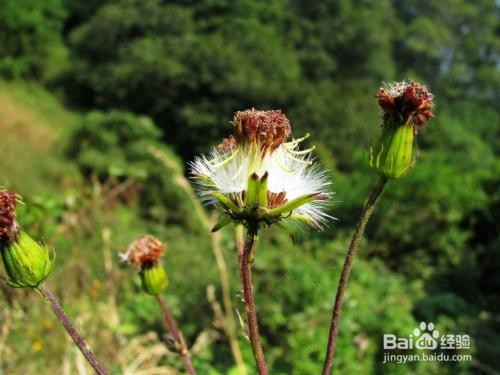 甫公花有什么功效