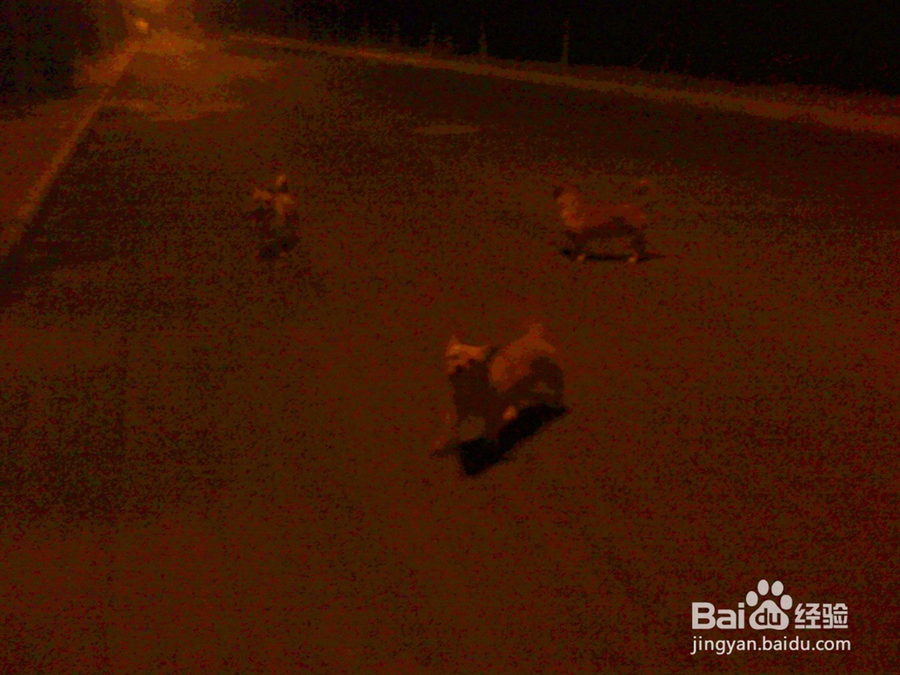 #智能#老年人夜间抓拍路灯下小狗在道路上跑画面