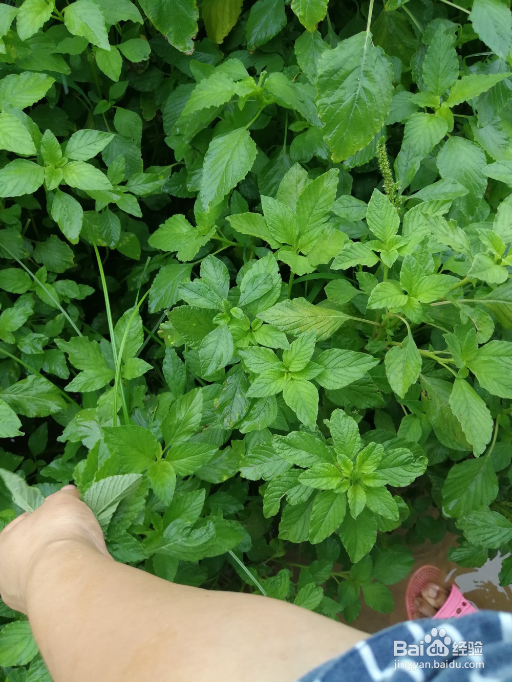 野菜团子火腿鸡蛋饼的做法
