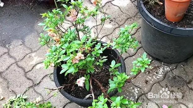 杜鹃开完花以后应该怎么办